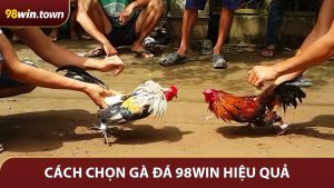 Cách Chọn Gà Đá 98WIN Hiệu Quả Từ Kinh Nghiệm Thực Tế