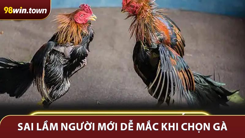 Ba sai lầm người mới dễ mắc khi chọn gà chiến