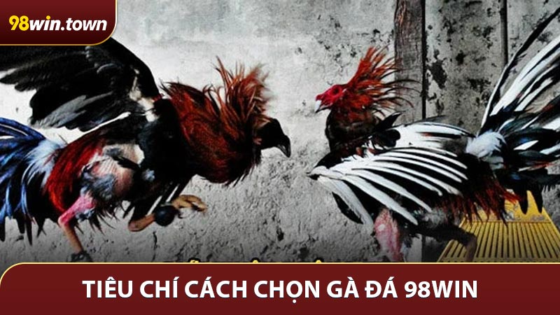 Cách chọn gà đá – Tiêu chí toàn diện giúp đánh giá tốt chiến kê